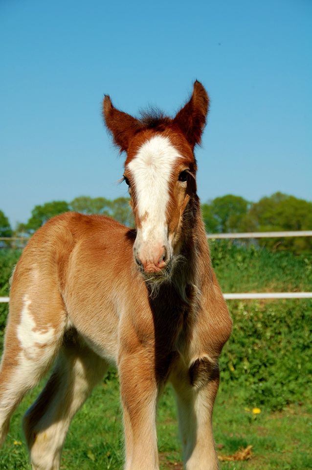 Noriker Horses / Norico-Pinzgauer Horses